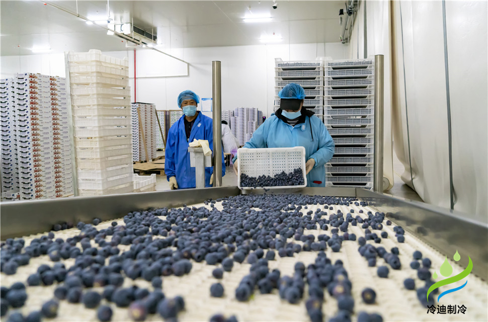安裝一個100平米藍(lán)莓速凍冷庫造價多少錢？